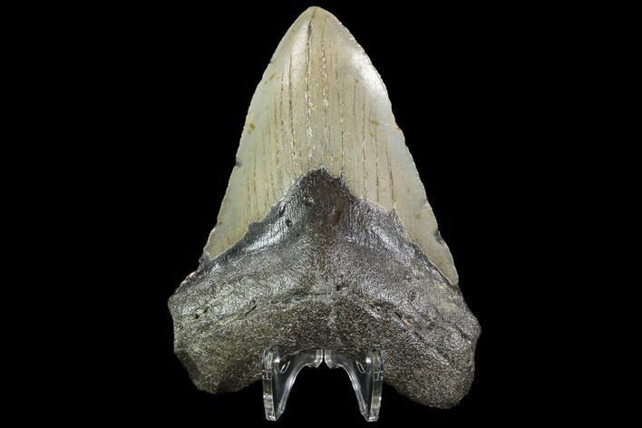 Fossil Megalodon Tooth - North Carolina #92444